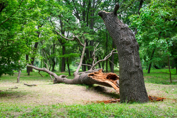 Best Tree Mulching  in Mccord, OK